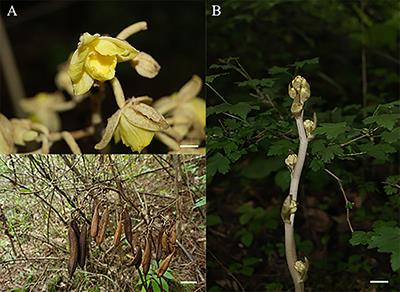 Evolutionary differences in gene loss and pseudogenization among mycoheterotrophic orchids in the tribe Vanilleae (subfamily Vanilloideae)